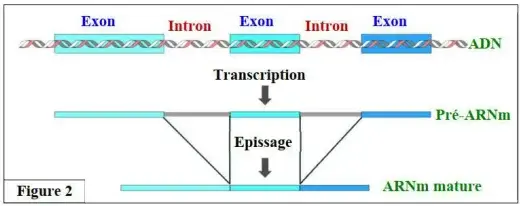 Expression de l’information génétique